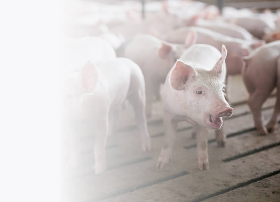 pigs